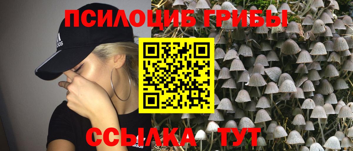 где купить наркоту  Псилоцибиновые грибы Magic Shrooms  Вход с VPN  Советский 